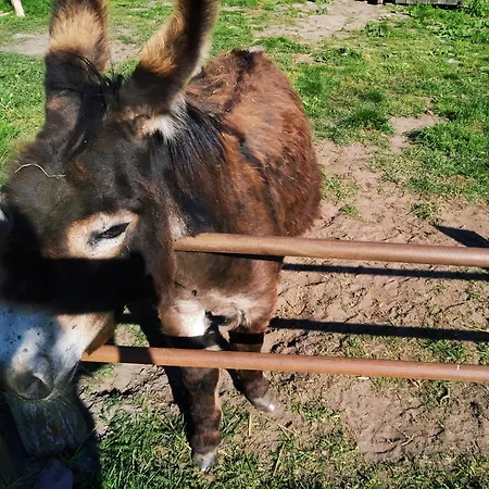 Podroze Checz Prázdninový dům